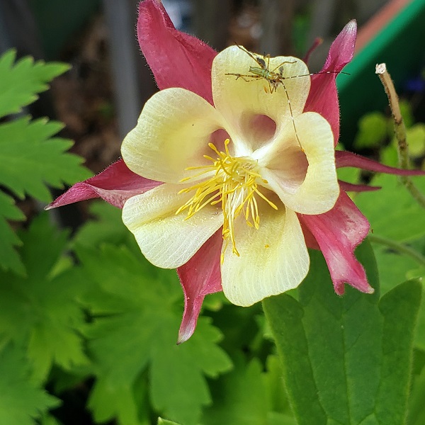 Theme Picture In App Steel Patterns